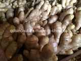 2014 Dry Ginger (EU quality)