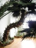 Artificial Palm Tree