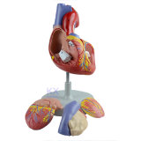 2 Times Enlarged 4 Parts Human Heart Model
