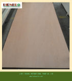 Cheap Plb Plywood for Algerie Market