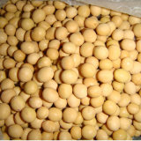 China Competitive Price Dired Soybean for Good Quality