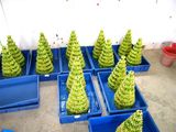 Lucky Bamboo