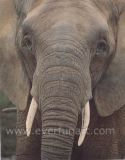 Oil Painting Canvas of Elephant