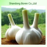 2015 New Crop Fresh Chinese Garlic