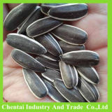 Top Quality Striped Black Sunflower Seeds 5009
