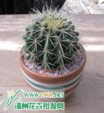 Golden Barrel Cactus (HBHC02)