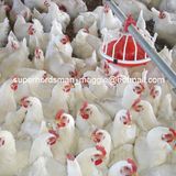 High Quality Automatic Poultry Feeding and Drinking System for Chicken