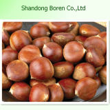 Chinese New Crop Chestnut From China