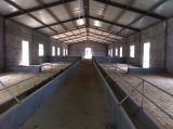 Prefabricated Steel Frame Sheep Farms Buildings