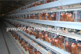 Automatic Poultry Equipment (BDT001-JF-01)