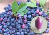 Herbal Extract Blueberry Powder Flavor for Food Supplement