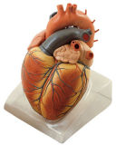Heart Model (Plastinated)