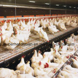 Automatic Poultry Equipment for Breeder