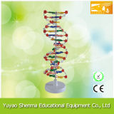 DNA Molecule Structure Model/Biological Model