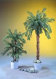 Cycas Palm Tree