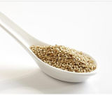 Chinese High Quality Health White Sesame for Competitve Price