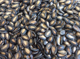 Middle Black Watermelon Seeds with High Quality
