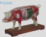 Pig Acunpuncture Model