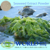 GMP Factory 100% Natural Kelp Seaweed Extract Kelp Extract Powder Low Price 10%-98%Fucoidin, 5%-50%Fucoxanthin Kelp Extract