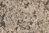 Antico White Granite
