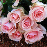 Fresh Cut Flower --Pinklady/ Pink Rose