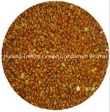 Good Red Broom Corn Millet