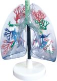 Model of Transparent Lung Segments-Mh07028