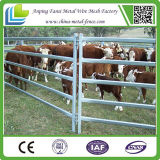 Used Cattle/Livestocks Stockyard Fence Panels (5 rails, 6 rails, 7 rails) for Sale Direct Manufacturer