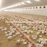 Automatic Pan Feeding Poultry Farm Equipment for Broiler