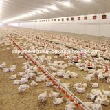 Automatic Pan Feeding Poultry Farm Equipment for Broiler