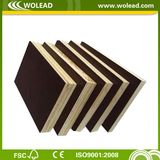 Eucalyptus Film Faced Plywood (w15519)