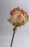 Dried Flower (KA084023)