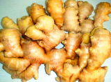 Top Quality New Crop Fresh Ginger