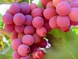 Red Global Grape