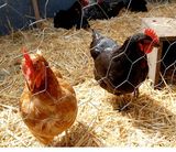 Chicken Wire Netting