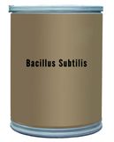 Bacillus Subtilis