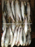 W/R Fresh Frozen Seafood Sardine Fish