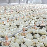 Full Set High Quality Poultry Farm Equipment for Chicken