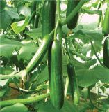 Cu07 Zhenna F1 Hybrid Cucumber Seeds of Chinese Vegetable Seeds Companies