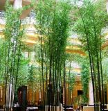 5m Tall Artificial Bamboo for Decoration Any Occasions