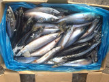 Sea Frozen Mackerel Fish Price 150-200g