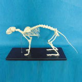 Cat Skeleton Model for Teaching (R190118)