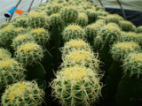 Golden-Ball Cactus