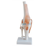 Life-Size Knee Joint (XC-111)