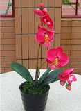 Artificial Moth Orchids