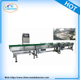 Weigher Sorting Machine for Food Industry