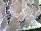 Coriolus Versicolor Powder; Fruit Body; Healthcare Supplement; The Largest Edible and Medicinal Mushroom Processing Enterprise in China