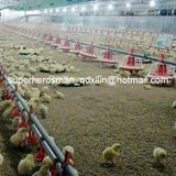 Automatic Poultry Feeding and Nipple Drinking System for Broiler