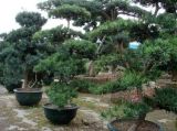 Podocarpus Macrophyllus Bonsai