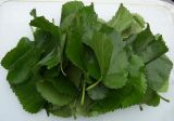 Mulberry Leaves Powder